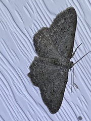 Ectropis crepuscularia