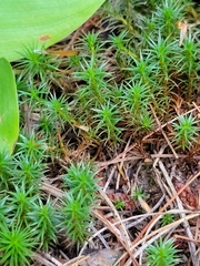 Polytrichum juniperinum