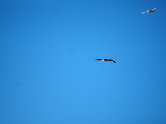 Leucophaeus atricilla