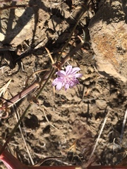 Stephanomeria diegensis