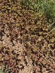 Portulaca oleracea