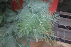 Acacia dealbata