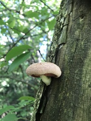 Rhodotus palmatus