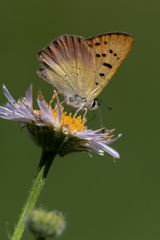 Tharsalea nivalis