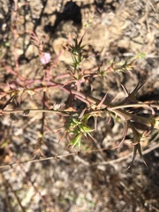 Stephanomeria diegensis