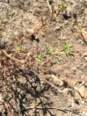 Stephanomeria diegensis