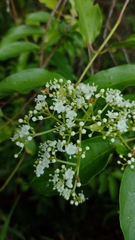 Viburnum hartwegii