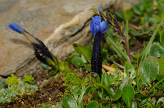 Gentiana bavarica subacaulis