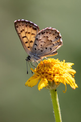 Tharsalea mariposa