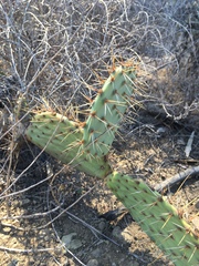 Opuntia littoralis