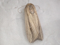 Leucania stenographa