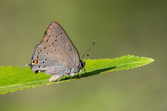 Satyrium sylvinus