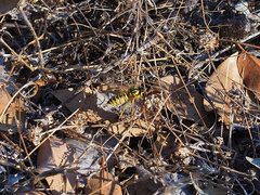 Vespula sulphurea