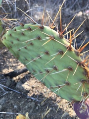 Opuntia littoralis