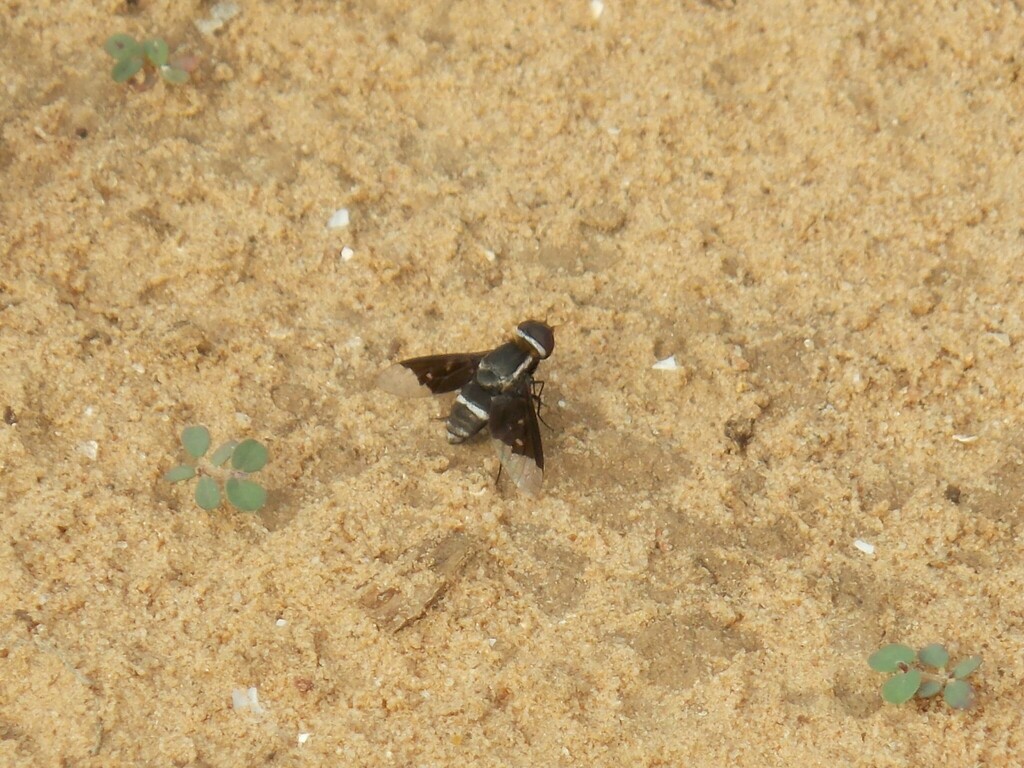 Exoprosopa anomala