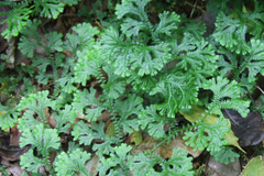 Selaginella uncinata