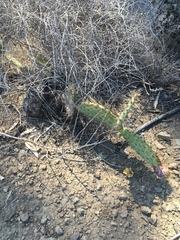 Opuntia littoralis