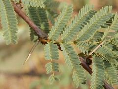 Vachellia schaffneri bravoensis