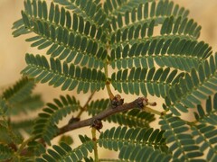 Vachellia schaffneri bravoensis