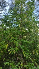 Viburnum hartwegii