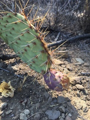 Opuntia littoralis
