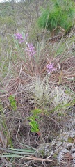 Tillandsia straminea image