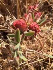 Contarinia zauschneriae