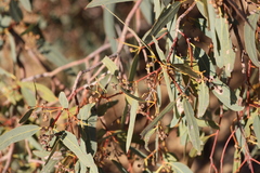 Eucalyptus coolabah