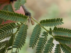 Vachellia schaffneri bravoensis