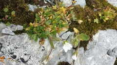 Cerastium nigrescens arcticum