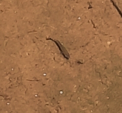 Umbra pygmaea
