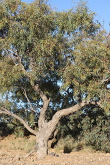 Eucalyptus coolabah