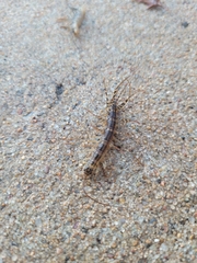 Thereuonema tuberculata