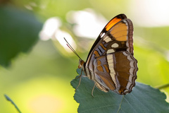 Adelpha californica
