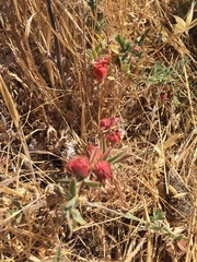 Contarinia zauschneriae