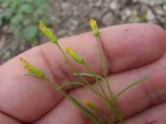 Bidens heterosperma