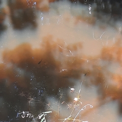Umbra pygmaea