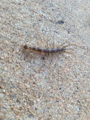 Thereuonema tuberculata