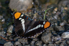 Adelpha californica