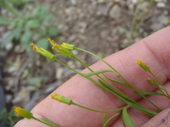 Bidens heterosperma