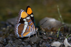 Adelpha californica
