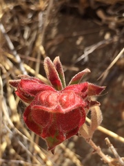 Contarinia zauschneriae
