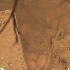 Umbra pygmaea