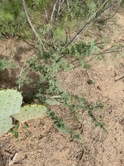 Vachellia schaffneri bravoensis
