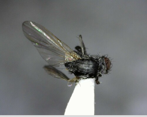 iNaturalist observation photo of Flies