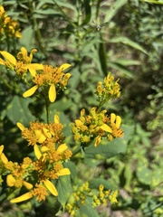 Verbesina occidentalis