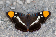 Adelpha californica