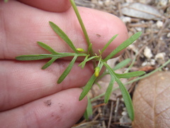 Bidens heterosperma