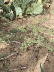 Vachellia schaffneri bravoensis
