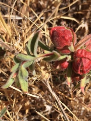 Contarinia zauschneriae